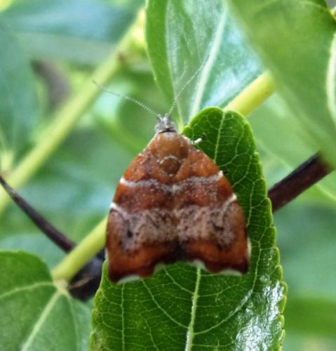 Réf. 192 425 : Choreutis nemorana